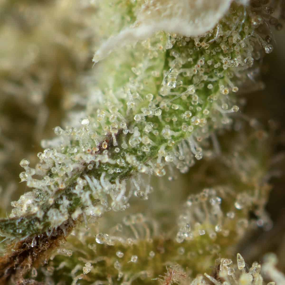 Blueberry by DJ Short - Image 2