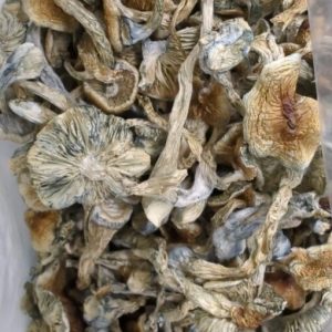 Blue Meanies Magic Mushrooms