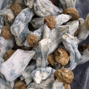 Penis Envy Magic Mushrooms