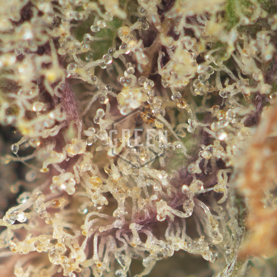 Skunkberry Strain - Image 4