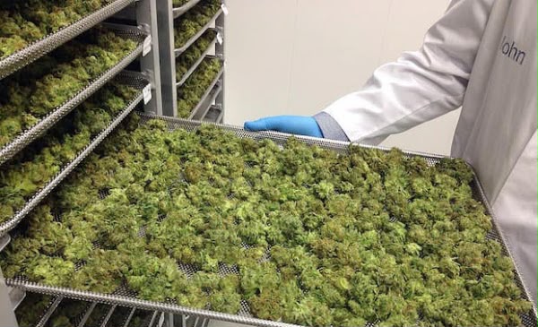 Night Ax  Cannabis CBD Cannabisblüten und Vapes in Deutschland Entdecke unser Sortiment verschiedene Produkte und informative Inhalte rund um Cannabis