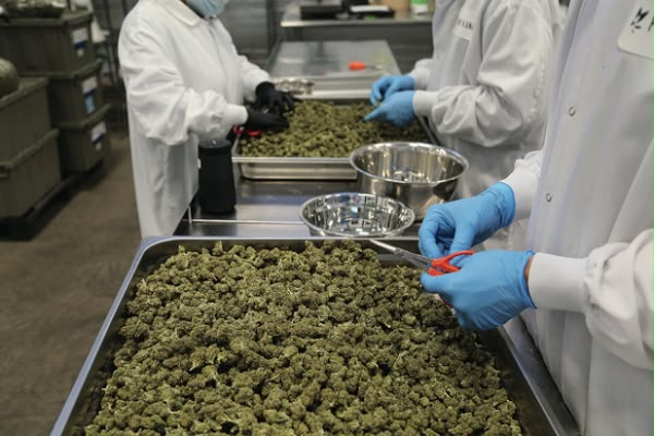 Night Ax  Cannabis CBD Cannabisblüten und Vapes in Deutschland Entdecke unser Sortiment verschiedene Produkte und informative Inhalte rund um Cannabis