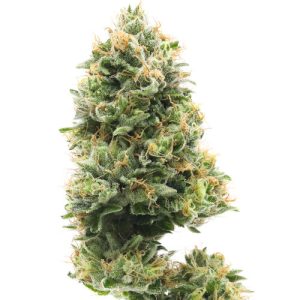 bluecheese Night Ax Night Ax Cannabis CBD Cannabisblüten und Vapes in Deutschland Entdecke unser Sortiment verschiedene Produkte und informative Inhalte rund um Cannabis