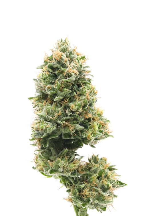 bluecheese Night Ax Night Ax Cannabis CBD Cannabisblüten und Vapes in Deutschland Entdecke unser Sortiment verschiedene Produkte und informative Inhalte rund um Cannabis